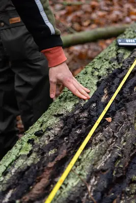 Messungen im Wald Messungen im Wald
